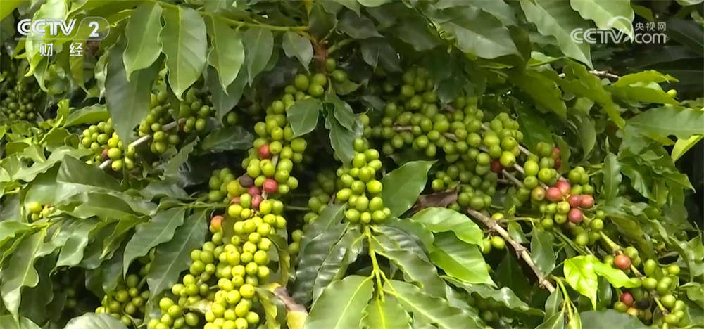 亮眼数据彰显我国咖啡产业迎来发展黄金期开元棋牌从“原料供应”→“品牌输出”(图8) 亮眼数据彰显我国咖啡产业迎来发展黄金期开元棋牌从“原料供应”→“品牌输出”(图8)